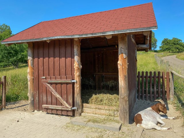Ziege liegt im Gehege neben dem Stall