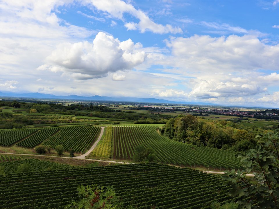 Panoramaansicht mit Weinreben in Herbolzheim 