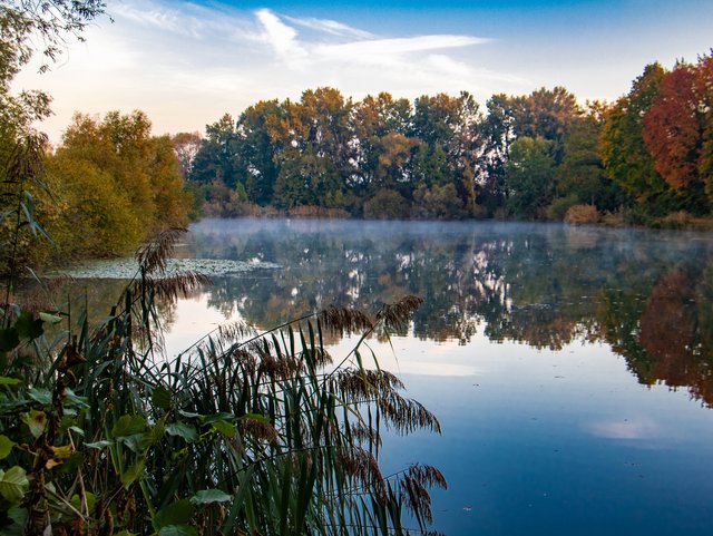 Kanal vom Altrhein mit Bäumen im Hintergrund