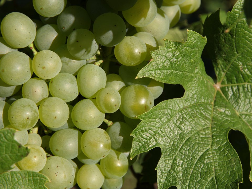 Weiße Weintrauben 