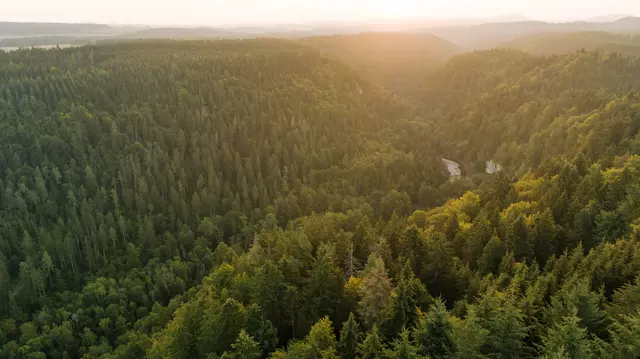 Sicht in den Schwarzwald mit grünen Tannen