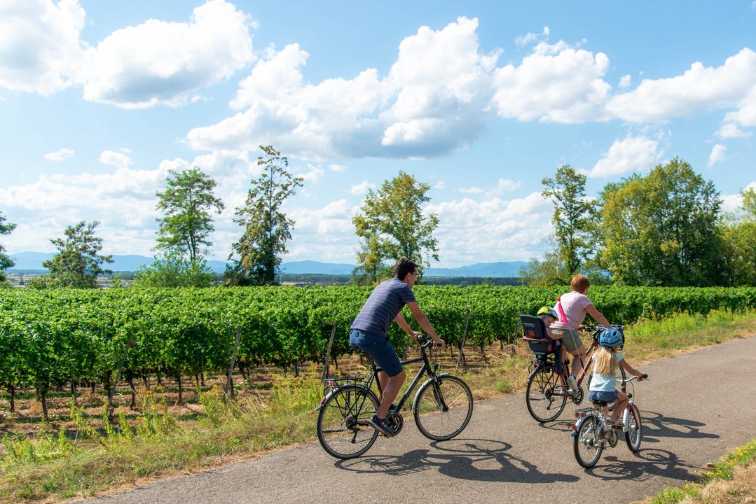 Familie unterwegs in den Weinreben mit dem Fahrrad